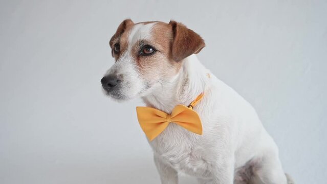 Studio shot of an adorable calm Jack Russell Terrier with a yellow tie tied around his neck in front of a white background. Close-up portrait of a calm kind dog. slow motion
