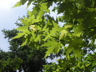 jasno-zielone liście na tle nieba i innych drzew