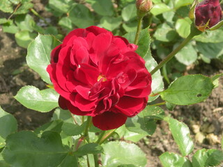 czerwona róża z ogrodu wśród liści