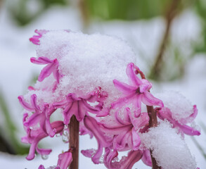 Purple hyacinth flower in the snow