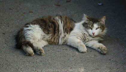 Naklejka na ściany i meble Dirty fluffy gray-white cat lying on the asphalt