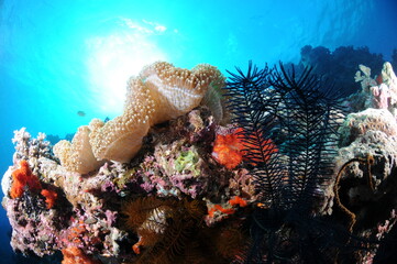 coral reef in the sea