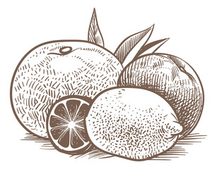 Citrus fruits engraving. Mandarin orange and lemon sketch