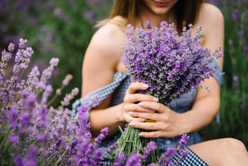 Hands of beautiful girl hold bouquet purple lavender flowers in field. Female hands collect...