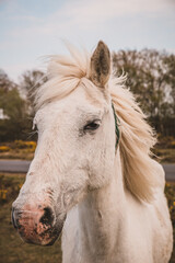 Fototapeta na wymiar Portrait of wild white horse