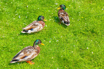 Male female mallard ducks on green grass natural background Germany.