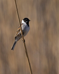 Common reed bunting (Emberiza schoeniclus) Sävsparv