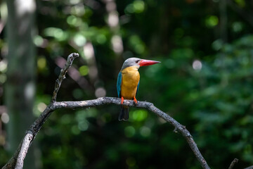 Stork-billed Kingfisher perched on tree branch