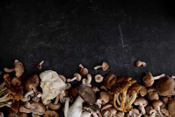 Mixture of wild lion's mane, oyster, cinnamon cap and shiitake mushrooms on dark black background.