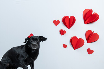 cachorro olhando para corações vermelhos em fundo branco