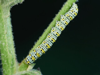 Colorful, mottled caterpillar of the genus Cucullia.    