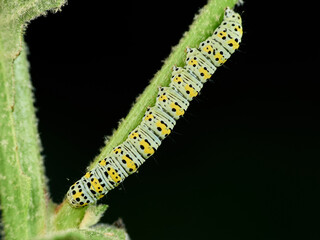 Colorful, mottled caterpillar of the genus Cucullia.    