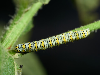 Colorful, mottled caterpillar of the genus Cucullia.    