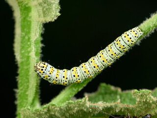 Colorful, mottled caterpillar of the genus Cucullia.    