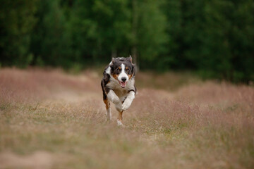 Naklejka na ściany i meble dog runs in the grass, field. Active pet outdoor. Smart Border collie in nature