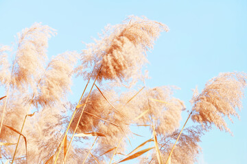 Beige pampas grass against the sky close-up, natural background.