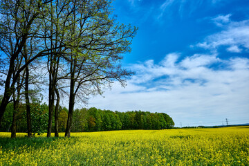 Fototapeta na wymiar Spring landscape, a yellow field of rapeseed grows among the trees under a blue serene sky.