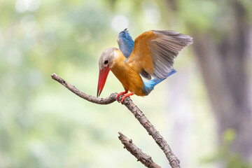 Stork billed kingfisher (Pelargopsis capensis) spreading wing and perching on tree branch.