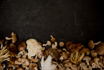 Mix of wild lion's mane, oyster, cinnamon cap and shiitake mushrooms on dark black background.