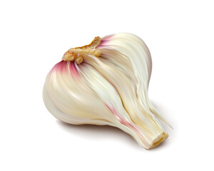 Half garlic. Isolated vector illustration