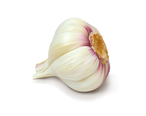 Head of garlic. Isolated vector illustration