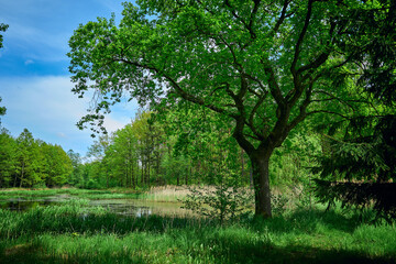 Obraz na płótnie Canvas A single spreading oak grows on the bank of a shallow pond, located in the middle of a spring forest under a serene blue sky.