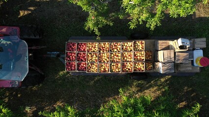 Closeup aerial of peaches in crates on a flatbed trailer showing tractor and men in a fruit orchard at sunrise.
