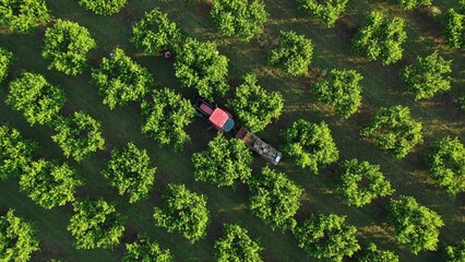 Tractor moving through a fruit orchard at sunrise with people picking peaches around flatbed trailer. - Powered by Adobe