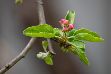 Pączki kwiatów jabłoni na pojedynczej gałęzi - obrazy, fototapety, plakaty