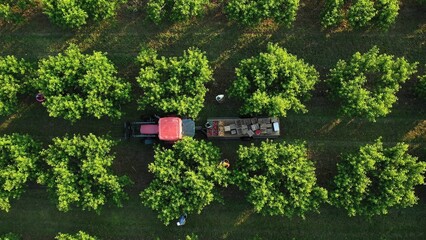 Tractor moving through a fruit orchard at sunrise with people picking peaches around flatbed trailer.