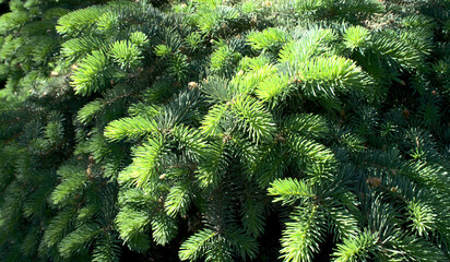 Delicate green needles of a coniferous tree.