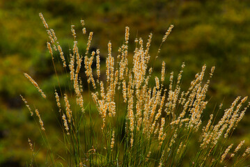 grass in the morning