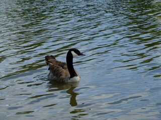 Fototapeta premium Bourbon-l'Archambault (Allier)