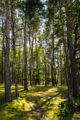 Obraz premium Forêt de oins à proximité de Boudes, vallée des Saints, Boudes, Auvergne-Rhône-Alpes, France