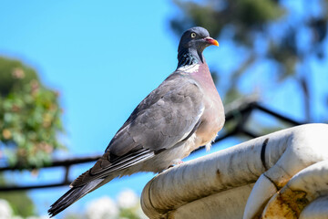 pigeon perched on a fountain
