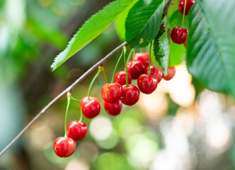 Branch of ripe cherries on a tree in a garden