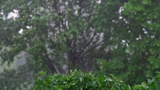 heavy spring rain storm in a Colorado backyard with lush green trees and vine foliage