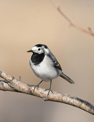  White wagtail (Motacilla alba)Sädesärla.