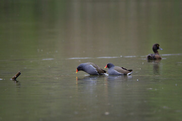 bird, wasser, see, ente, natur, wild lebende tiere, teich