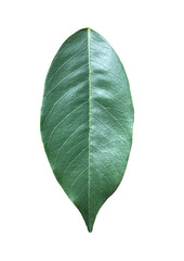 Isolated pterocarpus macrocarpus leaf with clipping paths.