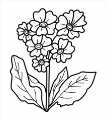 Vector isolated primrose flower primula. Spring, summer, flowers theme.