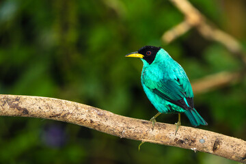Green Honeycreeper Tanager