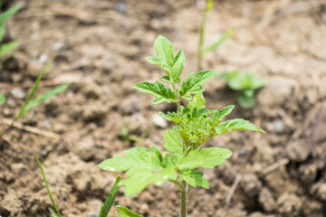 Tomato in land, gardening and house farming