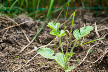 Tomato in land, gardening and house farming
