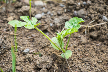 Tomato in land, gardening and house farming