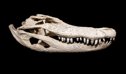 The skull of the Alligator on a black background