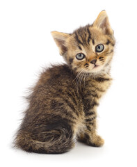 Kitten on white background.