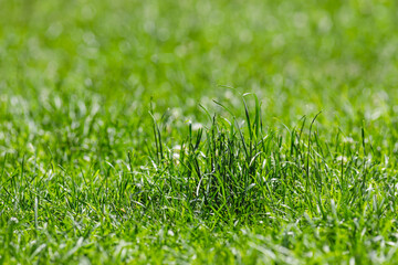 Green juicy grass nature landscape