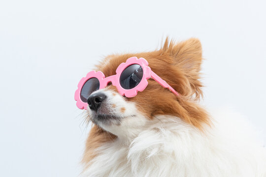 spitz de oculos rosa
