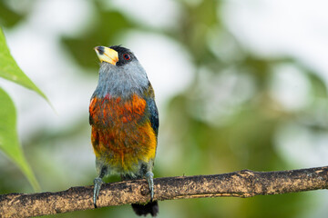 Toucan Barbet